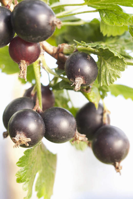 无人,竖图,俯视,室内,特写,白天,白色背景,浆果,蓝莓,水果,叶子,阴影,新鲜,反射,影子,生食,食品,果实,绿叶,食物,嫩叶,摄影,有机食品,绿色食品,影棚,叶,叶片,山都柿,蓝浆果,蓝靛果,彩图,高角度拍摄,影棚拍摄,拍摄,都柿,笃斯