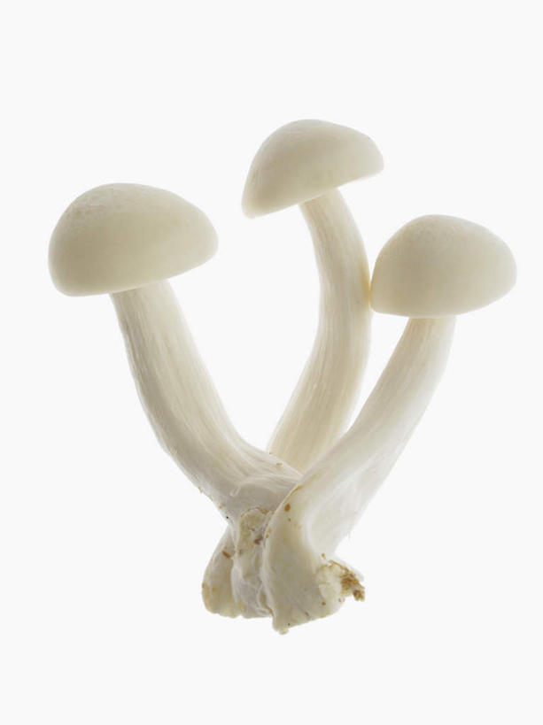 无人,竖图,俯视,室内,特写,白天,白色背景,蔬菜,阴影,新鲜,反射,影子,菌菇,蘑菇,食品,菌类,食物,三个,白色,食用菌,摄影,有机食品,绿色食品,影棚,真菌,白蘑菇,洋蘑菇,草腐菌,二孢蘑菇,双孢蘑菇,彩图,高角度拍摄,影棚拍摄,拍摄