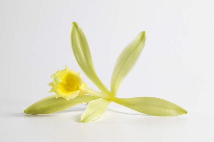 无人,横图,室内,特写,白天,白色背景,正面,植物,阴影,盛开,反射,影子,草药,药草,花蕾,中药,花,花瓣,花朵,鲜花,一朵,花苞,花蕊,清热,摄影,影棚,药材,中草药,香草兰,中药材,本草,解毒,婆绒花,山薄荷,石母草,彩图,影棚拍摄,拍摄