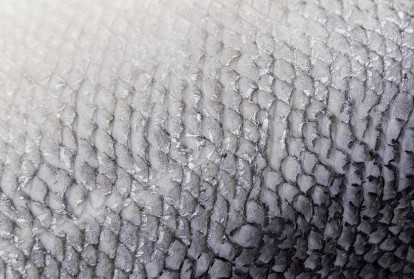 三文鱼,无人,横图,俯视,室内,特写,白天,餐桌,桌子,鲑鱼,一排,阴影,朦胧,模糊,整齐,光线,影子,排列,餐台,大马哈鱼,队列,鱼鳞,撒蒙鱼,萨门鱼,冰海之皇,鲑,马哈鱼,麻哈鱼,大麻哈鱼,彩图,高角度拍摄