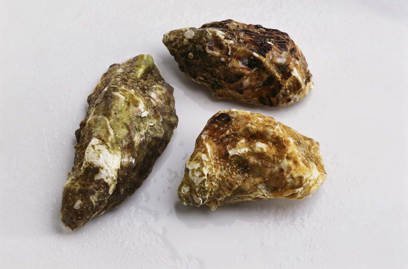 海鲜,无人,横图,俯视,室内,特写,白天,白色背景,牡蛎,水产,海洋生物,三个,生蚝,水生动物,海产品,水生物,海底动物,彩图,高角度拍摄,影棚拍摄