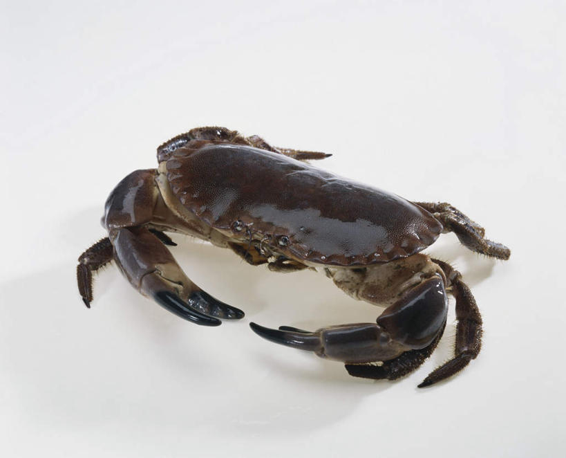 蟹,无人,横图,俯视,室内,特写,白天,白色背景,螃蟹,一个,黑色,单个,青蟹,和乐蟹,黄甲蟹,锯缘青蟹,蝤蛑,蟳,闸蟹,彩图,高角度拍摄,影棚拍摄