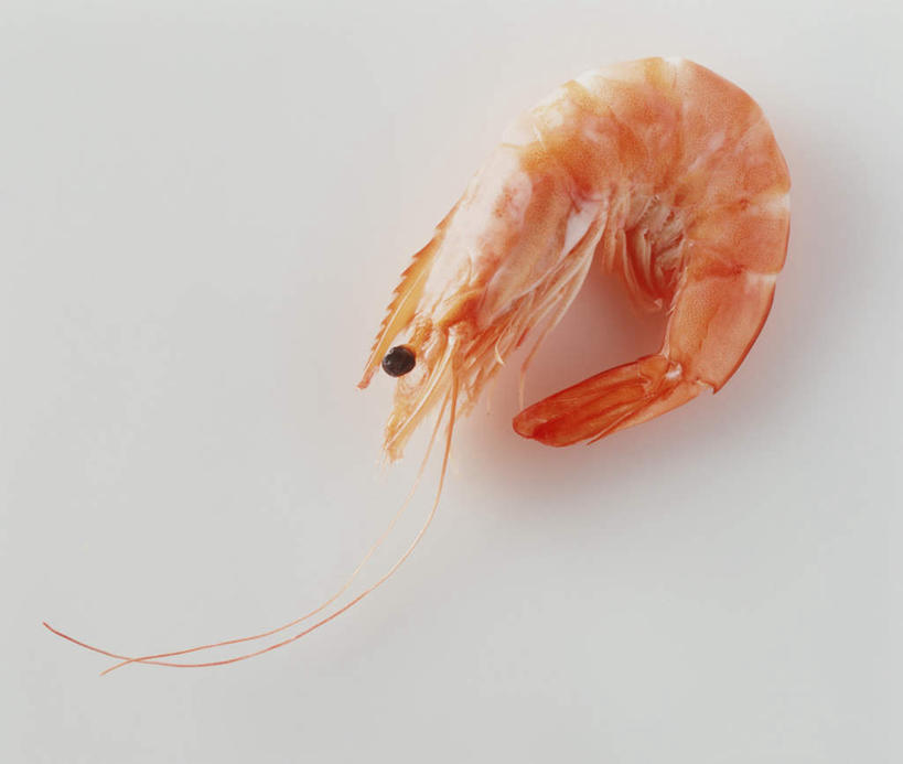 无人,横图,俯视,室内,特写,白天,白色背景,桌面,桌子,阴影,光线,木制,影子,虾,一只,木制品,橙色,摄影,影棚,斑节对虾,斑节虾,日本对虾,竹节虾,彩图,高角度拍摄,影棚拍摄,拍摄