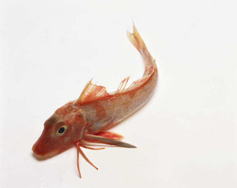 无人,竖图,俯视,室内,特写,白天,白色背景,一条,阴影,光线,鱼,影子,水产,鱼类,摄影,影棚,水生动物,水生物,鳊鱼,武昌鱼,鳊花,槎头鳊,缩项鳊,鲂鱼,彩图,高角度拍摄,影棚拍摄,拍摄