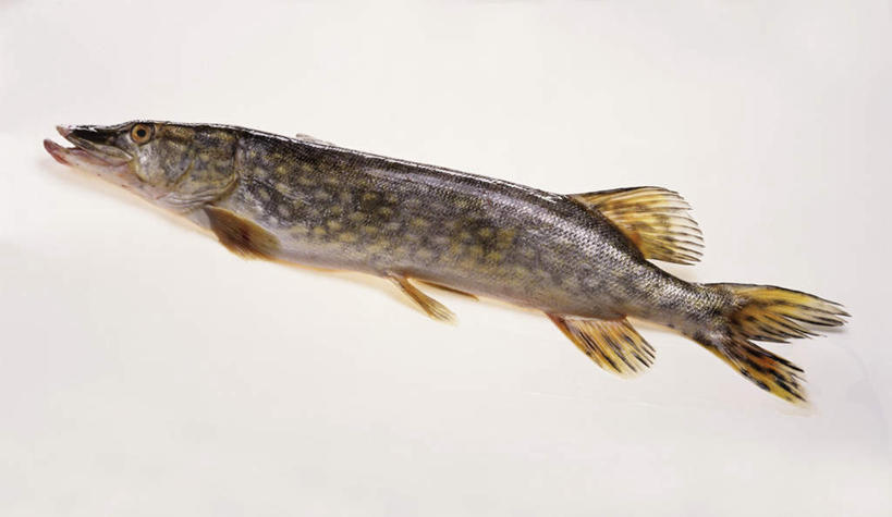 海鲜,无人,竖图,俯视,室内,特写,白天,白色背景,阴影,光线,鱼,影子,水产,鱼类,海洋生物,一个,摄影,影棚,单个,水生动物,海产品,水生物,海底动物,梭子鱼,海狼鱼,金梭鱼,梭鱼,彩图,高角度拍摄,影棚拍摄,拍摄