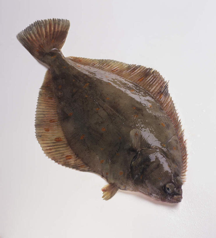 海鲜,无人,横图,俯视,室内,特写,白天,白色背景,比目鱼,阴影,光线,鱼,影子,水产,海洋生物,一个,摄影,影棚,单个,水生动物,海产品,水生物,海底动物,鲽鱼,彩图,高角度拍摄,影棚拍摄,拍摄