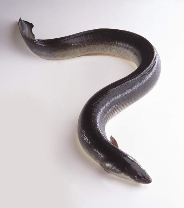 海鲜,鳗鱼,无人,横图,俯视,室内,特写,白天,白色背景,鳗鲡,阴影,光线,影子,水产,海洋生物,一个,摄影,影棚,单个,水生动物,海产品,水生物,河鳗,海底动物,白鳗,青鳝,风馒,白鳝,彩图,高角度拍摄,影棚拍摄,拍摄