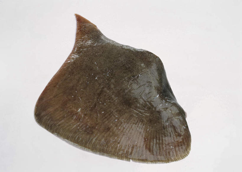 海鲜,无人,竖图,俯视,室内,特写,白天,白色背景,比目鱼,阴影,光线,鱼,影子,水产,海洋生物,一个,摄影,影棚,单个,水生动物,海产品,水生物,海底动物,鲽鱼,彩图,高角度拍摄,影棚拍摄,拍摄