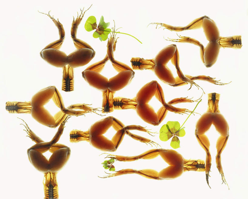 腿部,腿,无人,横图,俯视,室内,特写,白天,白色背景,爱情,自由,幸福,餐桌,桌子,青蛙,一排,许多,阴影,朦胧,模糊,整齐,光线,影子,三叶草,排列,摄影,影棚,餐台,希望,队列,和平,车轴草,苜蓿,统一,团结,彩图,高角度拍摄,影棚拍摄,拍摄,肢体