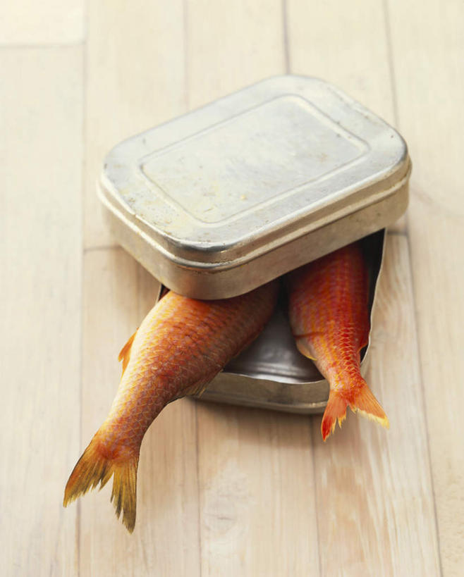 海鲜,无人,竖图,俯视,室内,特写,白天,餐桌,桌子,金属制品,两条,阴影,朦胧,模糊,光线,金属,鱼,影子,水产,鱼类,中药,海洋生物,一个,容器,单个,餐台,储藏,铁盒,储存,水生动物,海产品,药材,水生物,海底动物,中药材,鲃鱼,青竹鲤,竹鲃鲤,彩图,高角度拍摄,贮存