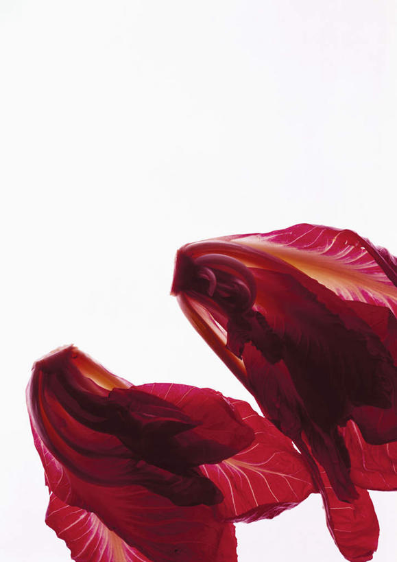 无人,竖图,俯视,室内,特写,白天,白色背景,桌面,桌子,蔬菜,叶子,两棵,阴影,新鲜,光线,木制,影子,菊苣,食品,绿叶,药草,食物,红色,紫色,木制品,嫩叶,摄影,有机食品,绿色食品,影棚,药材,叶,叶片,彩图,高角度拍摄,影棚拍摄,拍摄