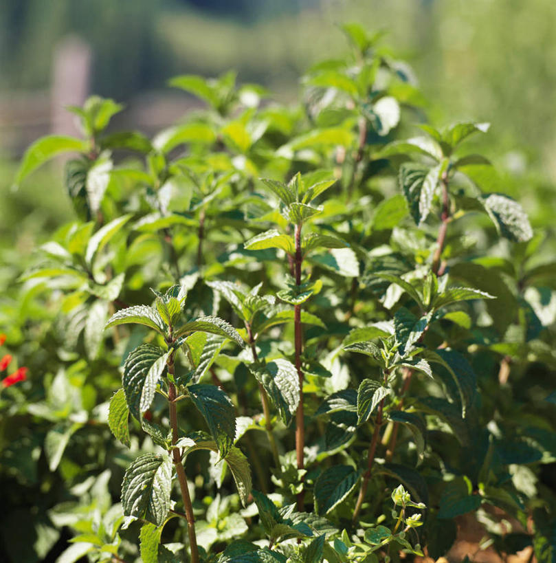 无人,竖图,室外,特写,白天,正面,许多,阴影,朦胧,模糊,新鲜,光线,影子,薄荷,银丹草,很多,绿色,阳光,青春,生命,和平,安详,冷色,斑叶凤梨薄荷,夜息香,胡椒薄荷,彩图