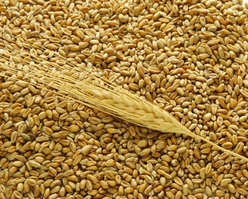 无人,横图,俯视,室内,特写,白天,农作物,小麦,餐桌,桌子,一堆,许多,阴影,堆叠,堆积,光线,影子,谷物,麦穗,很多,黄色,麦子,餐台,堆,彩图,高角度拍摄