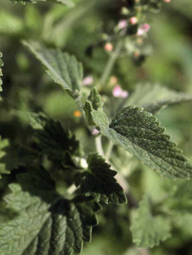 无人,竖图,俯视,室外,特写,白天,美景,叶子,阴影,朦胧,模糊,光线,影子,景观,调味,香料,佐料,薄荷,绿叶,银丹草,自然,嫩叶,景色,配料,自然风光,作料,斑叶凤梨薄荷,夜息香,叶,叶片,彩图,高角度拍摄