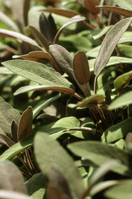 无人,家庭,竖图,俯视,室外,特写,白天,智慧,美景,叶子,阴影,朦胧,模糊,光线,影子,景观,调味,香料,佐料,绿叶,自然,嫩叶,景色,鼠尾草,配料,自然风光,作料,理性,墨西哥鼠尾草,紫绒鼠尾草,叶,叶片,彩图,高角度拍摄