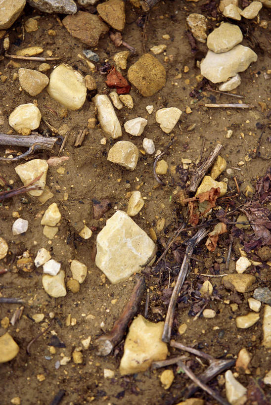 无人,果园,竖图,俯视,室外,特写,白天,石头,田园,植物,石子,泥土,土壤,枝条,葡萄园,树,树木,树枝,庄园,沉积岩,虬枝,枝杈,水成岩,石块,岩石,彩图,高角度拍摄