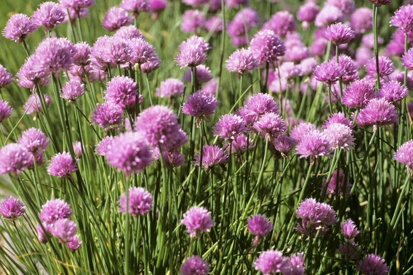 无人,横图,俯视,室外,特写,白天,蔬菜,新鲜,盛开,葱,青葱,食品,葱花,花蕾,花,花瓣,花朵,鲜花,食物,紫色,花苞,花蕊,有机食品,绿色食品,彩图,高角度拍摄