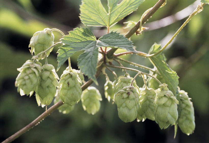 无人,横图,室外,特写,白天,仰视,植物,叶子,阴影,朦胧,模糊,光线,影子,啤酒花,绿叶,枝条,树,树木,树枝,阳光,嫩叶,酒花,忽布,蛇麻花,酵母花,虬枝,枝杈,叶,叶片,彩图,低角度拍摄