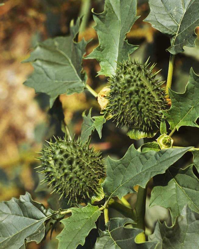 无人,竖图,俯视,室外,特写,白天,爱情,植物,叶子,纹理,绿叶,树,树木,绿色,自然,嫩叶,黑暗,生长,成长,死亡,麻醉,恐怖,曼陀罗花,肌理,止痛,镇静,欺骗,曼荼罗,曼陀罗,押不芦,洋金花,幸运,叶,叶片,叶脉,彩图,高角度拍摄