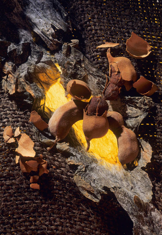 无人,竖图,俯视,室内,特写,白天,水果,许多,阴影,朦胧,模糊,光线,纺织物,影子,调味,香料,佐料,褐色,果实,草药,很多,配料,草本,罗望子,作料,酸豆,酸角,彩图,高角度拍摄