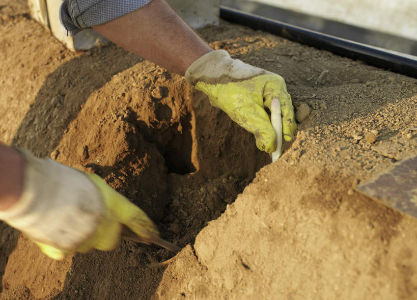 西方人,一个人,农民,站,横图,俯视,室外,特写,白天,工作服,制服,安全,芦笋,蔬菜,金属制品,欧洲,欧洲人,仅一个男性,仅一个人,仅一个中年男性,弯腰,握,种植,阴影,新鲜,光线,金属,铲子,影子,泥土,土壤,食品,防护,拿,拿着,食物,阳光,手套,挖,站着,握着,有机食品,绿色食品,保护,栽培,栽种,保险,保全,周全,安稳,安定,弯身,防护手套,农人,工作制服,莳植,掘,平安,男人,男性,中年男性,白种人,猪尾巴,药鸡豆子,石刁柏,蚂蚁杆,龙须菜,狼尾巴根,农夫,站立,半身,彩图,高角度拍摄,工作套服