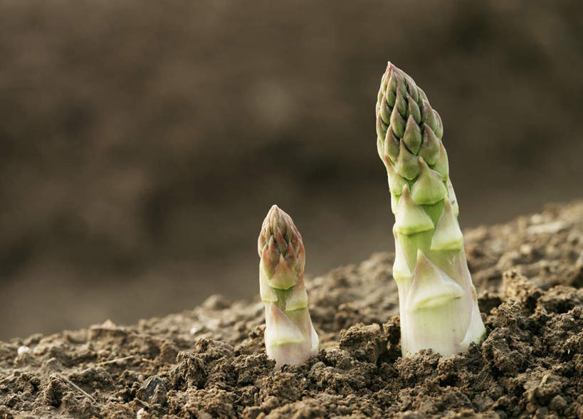 无人,横图,室外,特写,白天,正面,芦笋,蔬菜,阴影,新鲜,光线,影子,泥土,土壤,食品,食物,两个,绿色,阳光,有机食品,绿色食品,猪尾巴,药鸡豆子,石刁柏,蚂蚁杆,龙须菜,狼尾巴根,彩图