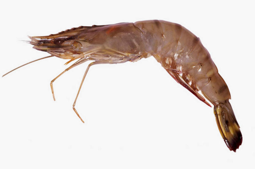 无人,横图,俯视,室内,特写,白天,白色背景,餐桌,桌子,阴影,光线,影子,虾,大虾,一只,摄影,影棚,对虾,餐台,斑节虾,东方对虾,中国对虾,彩图,高角度拍摄,全身,影棚拍摄,拍摄