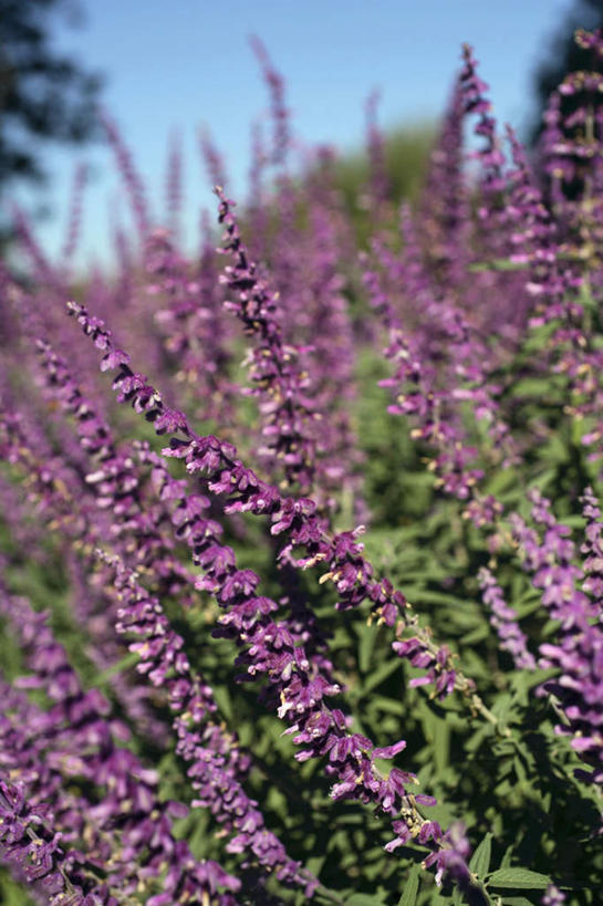 无人,家庭,竖图,室外,特写,白天,正面,旅游,度假,智慧,美景,许多,阴影,朦胧,模糊,盛开,反射,影子,景观,很多,花蕾,娱乐,花,花瓣,花朵,鲜花,紫色,阳光,自然,花苞,花蕊,享受,休闲,景色,放松,鼠尾草,自然风光,理性,墨西哥鼠尾草,紫绒鼠尾草,彩图