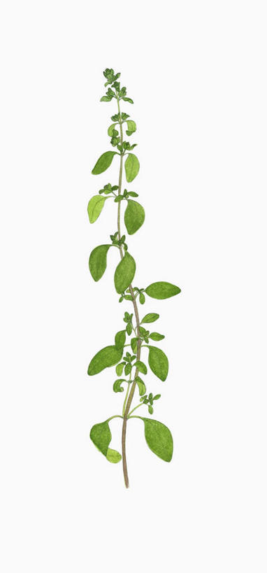 无人,竖图,室内,白天,白色背景,正面,植物,叶子,纹理,绿叶,绿色,嫩叶,摄影,影棚,墨角兰,肌理,一株,马郁兰草,叶,叶片,叶脉,彩图,影棚拍摄,拍摄