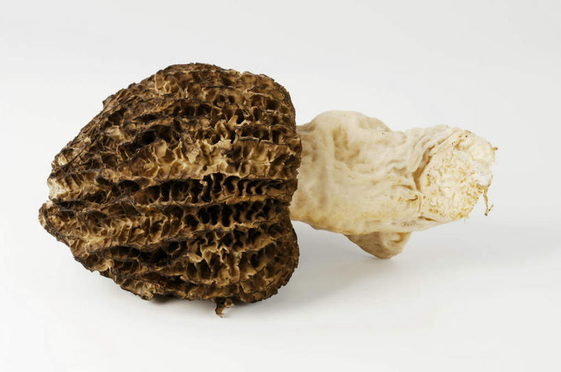 无人,横图,俯视,室内,特写,白天,蔬菜,阴影,灰色背景,朦胧,模糊,新鲜,反射,影子,菌菇,食品,菌类,食物,一个,食用菌,摄影,有机食品,绿色食品,影棚,单个,羊肚菇,羊肚菜,羊肚菌,羊蘑,美味羊肚菌,彩图,高角度拍摄,影棚拍摄,拍摄