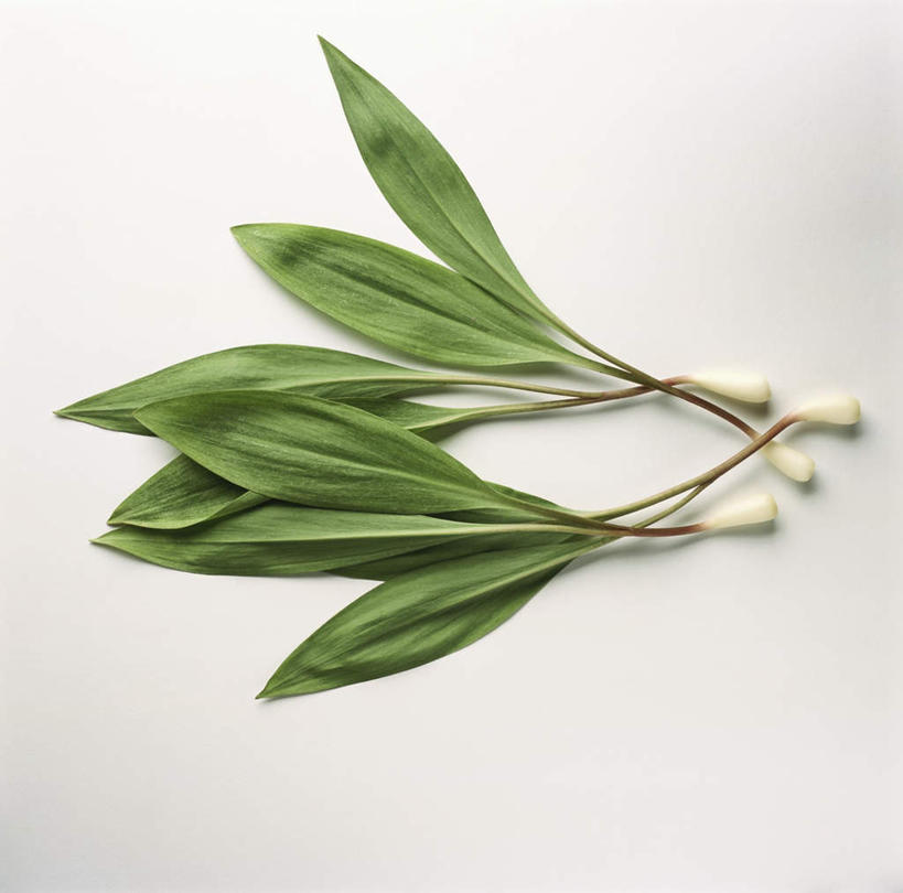 无人,横图,俯视,室内,特写,白天,白色背景,植物,蔬菜,叶子,阴影,新鲜,光线,纹理,影子,食品,绿叶,四棵,食物,绿色,嫩叶,有机食品,绿色食品,熊葱,肌理,林地蒜,野蒜菜,叶,叶片,叶脉,彩图,高角度拍摄,影棚拍摄