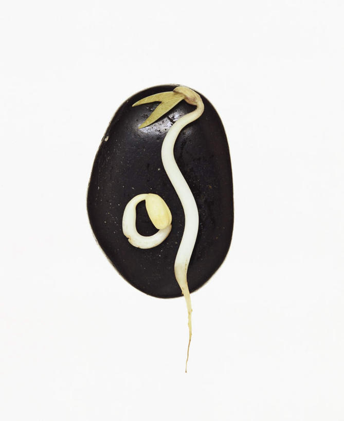 无人,竖图,俯视,室内,特写,白天,白色背景,植物,桌面,桌子,豆,蔬菜,阴影,新鲜,光线,木制,影子,豆类,豆子,黑豆,食品,发芽,食物,一个,木制品,摄影,有机食品,绿色食品,影棚,单个,豆科,乌豆,乌大豆,抽芽,彩图,高角度拍摄,影棚拍摄,拍摄