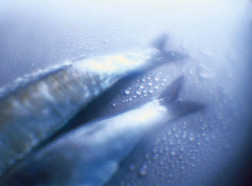 海鲜,无人,横图,俯视,室内,特写,白天,餐桌,桌子,两条,阴影,朦胧,模糊,光线,鱼,影子,水产,鱼类,海洋生物,摄影,影棚,餐台,水生动物,海产品,水生物,海底动物,鱼尾,半身,彩图,高角度拍摄,影棚拍摄,拍摄