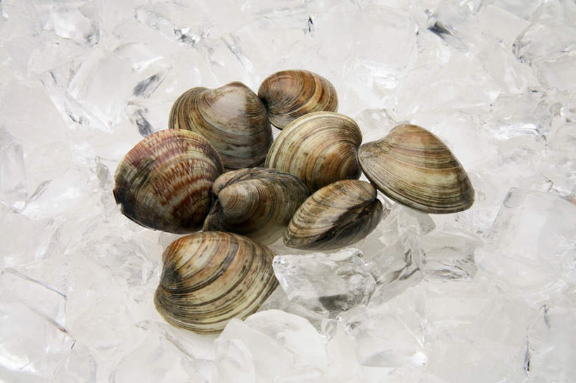 无人,横图,俯视,室内,特写,白天,餐桌,桌子,贝壳,许多,阴影,光线,影子,冰,冰块,很多,冷冻,排列,寒冷,冷藏,餐台,冰冷,蚌,保鲜,摆列,巨蚌,巨蛤,贝类外壳,软体动物外壳,彩图,高角度拍摄,布列,分列
