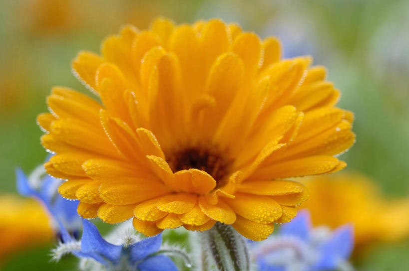 无人,横图,室外,特写,白天,正面,叶子,阴影,朦胧,模糊,盛开,光线,影子,绿叶,花蕾,花,花瓣,花朵,鲜花,一朵,阳光,花苞,花蕊,橙色,嫩叶,分别,离别,长生菊,黄金盏,金盏花,金盏菊,醒酒花,惜别,叶,叶片,彩图