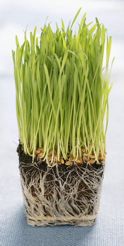 无人,竖图,俯视,室内,特写,白天,白色背景,植物,蔬菜,许多,阴影,新鲜,光线,影子,泥土,食品,很多,食物,绿色,自然,摄影,有机食品,绿色食品,影棚,生长,成长,紫花苜蓿,苜蓿,牧草,紫苜蓿,彩图,高角度拍摄,影棚拍摄,拍摄