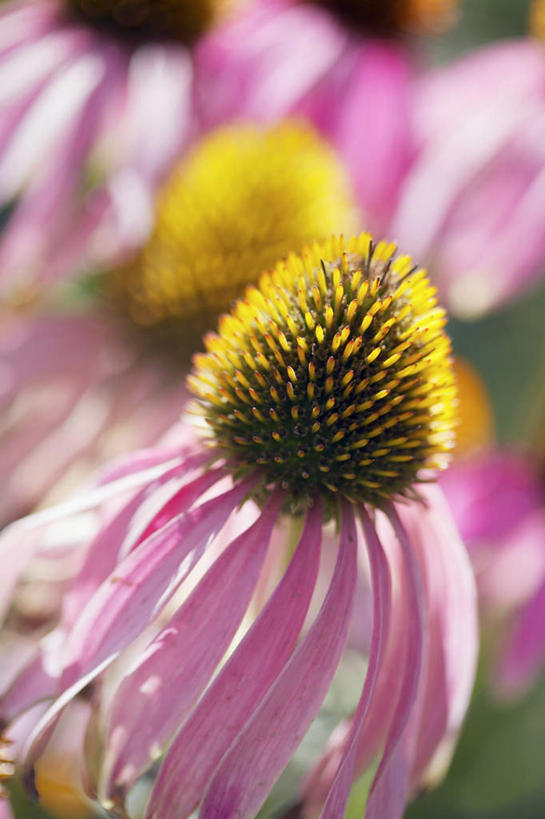 无人,竖图,俯视,室外,特写,白天,许多,阴影,朦胧,模糊,盛开,光线,影子,很多,花蕾,花,花瓣,花朵,鲜花,黄色,紫色,阳光,花苞,花蕊,金花菊,王爷葵,肿柄菊,彩图,高角度拍摄