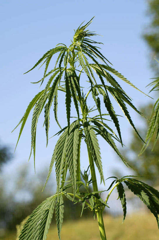 无人,农田,竖图,室外,特写,白天,正面,庄稼,农作物,草地,草坪,植物,叶子,阴影,朦胧,模糊,光线,纹理,影子,云,云朵,绿叶,云彩,草,树,树木,蓝色,绿色,白云,蓝天,天空,阳光,自然,天,嫩叶,生长,晴朗,成长,毒品,大麻,肌理,大麻草,叶,叶片,叶脉,晴空,彩图,耕地,庄稼田