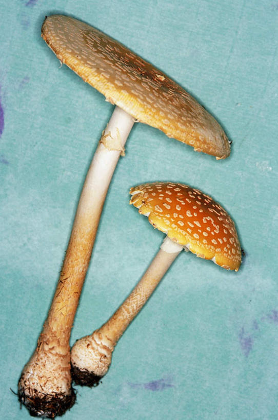 无人,竖图,俯视,室内,特写,白天,餐桌,桌子,阴影,蓝色背景,反射,影子,圆点,斑点,菌菇,菌类,两个,摄影,影棚,餐台,有毒,毒蝇伞,毒蝇鹅膏菌,哈蟆菌,捕蝇菌,毒蝇菌,彩图,高角度拍摄,影棚拍摄,拍摄