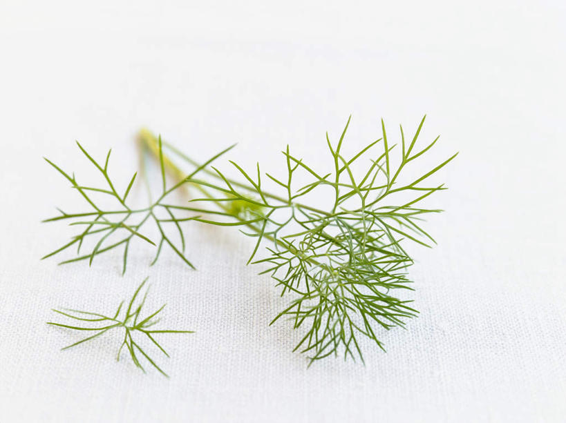 无人,横图,俯视,室内,特写,白天,白色背景,桌面,桌子,阴影,反射,木制,影子,调味,香料,佐料,木制品,摄影,影棚,配料,莳萝,作料,洋茴香,土茴香,彩图,高角度拍摄,影棚拍摄,拍摄