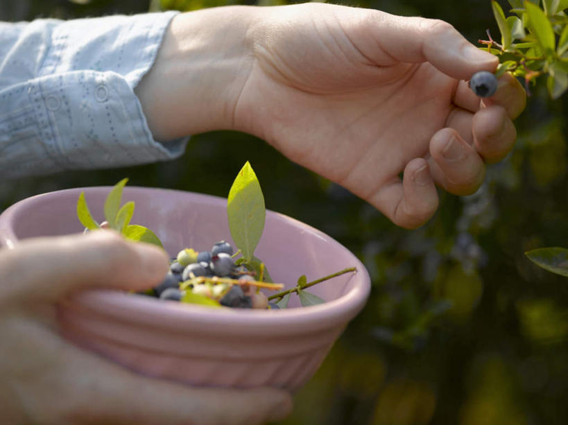 西方人,手,一个人,横图,俯视,室外,特写,白天,浆果,蓝莓,水果,叶子,欧洲,欧洲人,仅一个年轻女性,仅一个女性,仅一个人,一堆,许多,握,阴影,堆叠,堆积,朦胧,模糊,新鲜,光线,影子,陶瓷,生食,食品,果实,绿叶,陶瓷制品,很多,拿,拿着,食物,一个,容器,碗,摘,手部,嫩叶,握着,有机食品,绿色食品,单个,储藏,堆,储存,年轻女性,女人,女性,白种人,叶,叶片,山都柿,蓝浆果,蓝靛果,半身,彩图,高角度拍摄,贮存