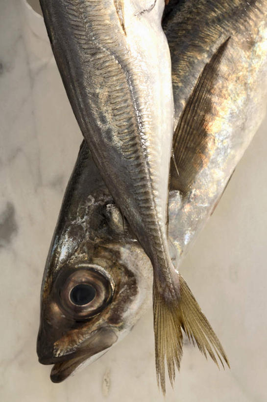 无人,竖图,俯视,室内,特写,白天,两条,阴影,灰色背景,反射,影子,鲭鱼,摄影,影棚,花池鱼,花鲱,花鳀,青花鱼,鲐鲅鱼,油胴鱼,彩图,高角度拍摄,影棚拍摄,拍摄