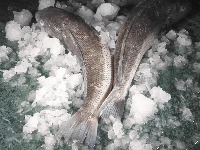 海鲜,无人,横图,俯视,室内,特写,白天,桌面,桌子,两条,阴影,反射,木制,鱼,影子,冰,冰块,冷冻,水产,鱼类,海洋生物,木制品,寒冷,冷藏,冰冷,水生动物,海产品,水生物,海底动物,鳕鱼,保鲜,鳘鱼,大西洋真鳕,真鳕,彩图,高角度拍摄,全身