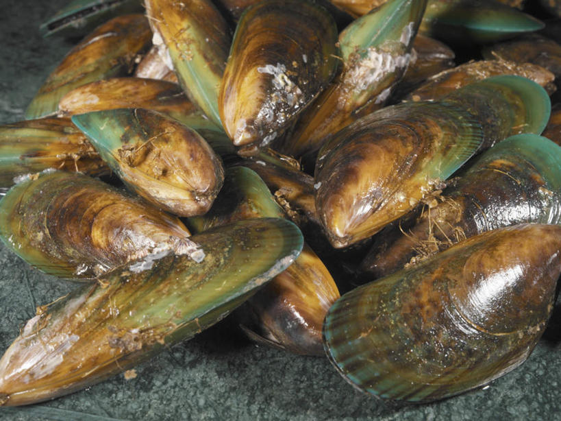 海鲜,无人,横图,俯视,室外,特写,白天,烹饪,西餐,贝壳,一堆,许多,阴影,堆叠,堆积,光线,影子,料理,食品,很多,水产,菜肴,美食,海洋生物,食物,阳光,西式,佳肴,河蚌,堆,水生动物,海产品,蚌,水生物,海底动物,水蚌,贝类外壳,软体动物外壳,彩图,高角度拍摄