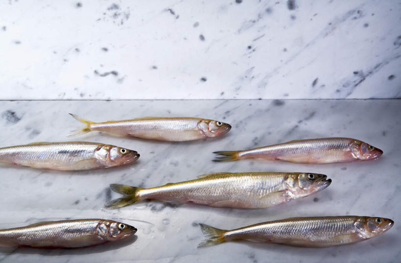 海鲜,无人,横图,俯视,室内,特写,白天,桌面,桌子,一排,许多,阴影,整齐,反射,鱼,影子,大理石,很多,水产,鱼类,海洋生物,排列,队列,水生动物,海产品,水生物,海底动物,胡瓜鱼,多春鱼,毛鳞鱼,柳叶鱼,池沼公鱼,桦太柳叶鱼,大理石制品,半身,彩图,高角度拍摄