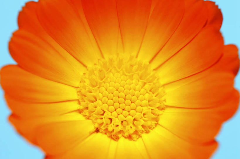 无人,横图,俯视,室内,特写,白天,桌面,桌子,阴影,蓝色背景,盛开,反射,木制,影子,花蕾,花,花瓣,花朵,鲜花,一朵,黄色,红色,木制品,花苞,花蕊,分别,离别,长生菊,黄金盏,金盏花,金盏菊,醒酒花,惜别,彩图,高角度拍摄