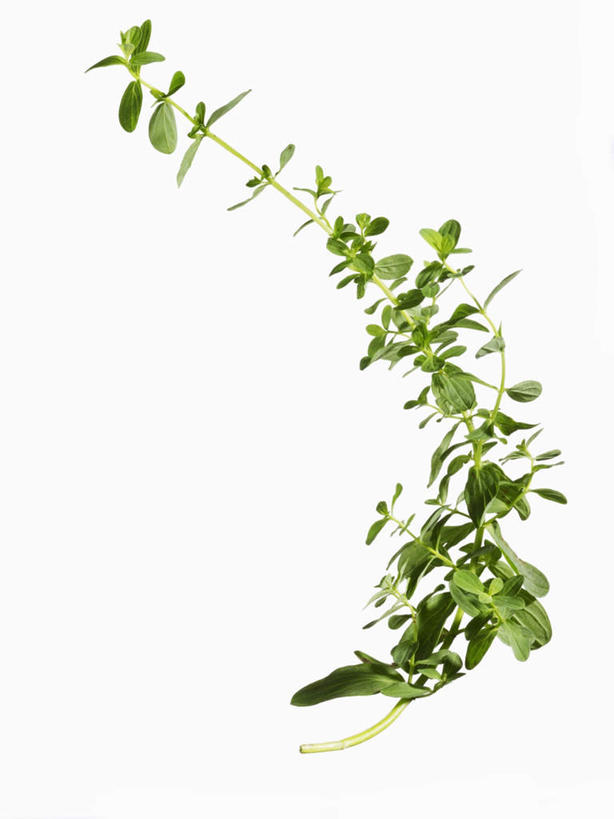 无人,竖图,俯视,室内,特写,白天,白色背景,植物,桌面,桌子,叶子,一棵,阴影,反射,木制,纹理,影子,绿叶,草药,药草,中药,绿色,木制品,嫩叶,摄影,影棚,药材,中草药,本草,肌理,贯叶连翘,圣约翰草,千层楼,贯叶金丝桃,叶,叶片,叶脉,彩图,高角度拍摄,影棚拍摄,拍摄