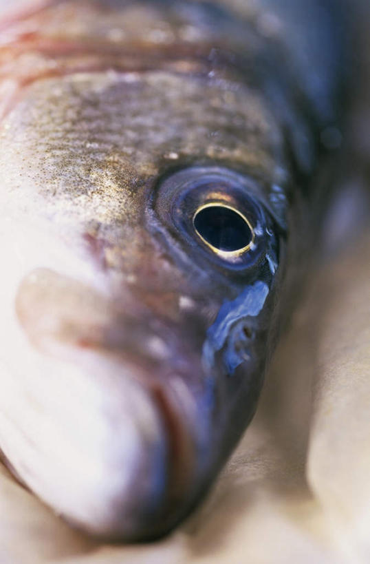 海鲜,脸,头,眼睛,脸颊,眉毛,睫毛,无人,竖图,俯视,室内,特写,白天,桌面,桌子,瞳孔,一条,阴影,朦胧,模糊,反射,木制,鱼,影子,水产,鱼类,海洋生物,木制品,眼部,死亡,水生动物,海产品,水生物,海底动物,殒命,灭亡,大口黑鲈,黑鲈,加州鲈鱼,头部,睫,脸部,脸蛋,眉,面部,眼,眼睫毛,眼眉,半身,彩图,高角度拍摄,眼眉毛