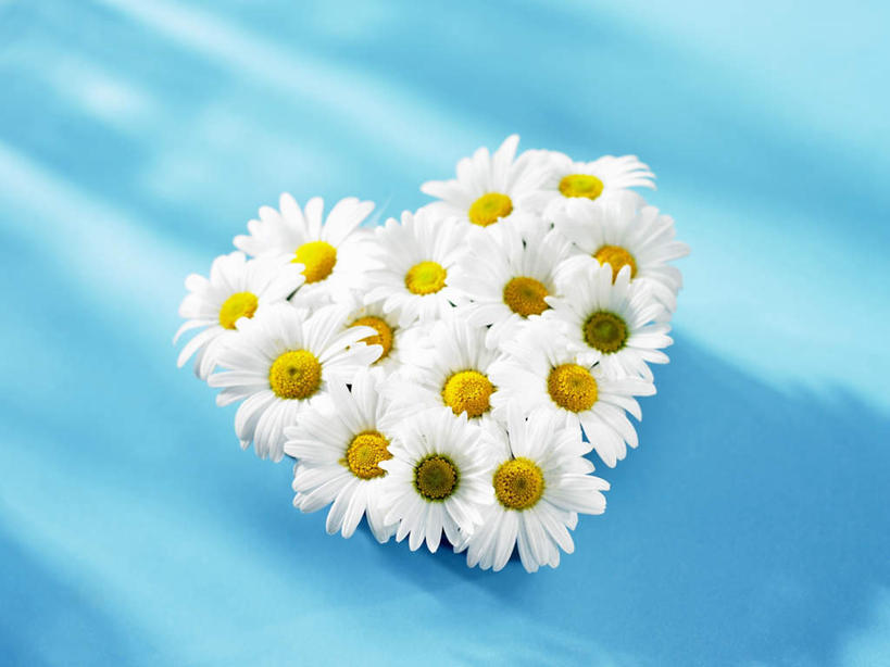 无人,横图,俯视,室内,特写,白天,爱情,一排,许多,阴影,蓝色背景,爱心,整齐,盛开,反射,影子,蓬蒿,很多,浪漫,花蕾,花,花瓣,花朵,鲜花,排列,一个,白色,花苞,花蕊,温暖,温馨,心形,恩爱,摄影,影棚,单个,和睦,队列,茼蒿,春菊,茼蒿菜,心型,彩图,高角度拍摄,影棚拍摄,拍摄,融洽