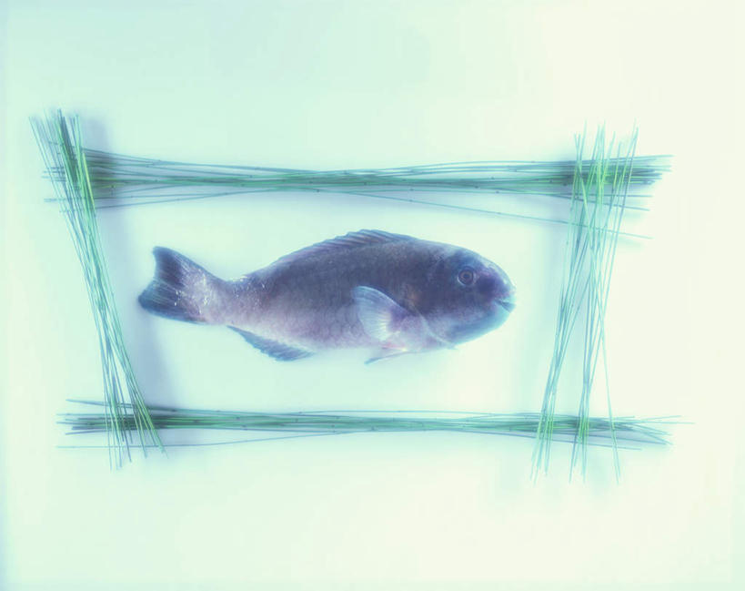 海鲜,面食,面条,意大利面,无人,横图,俯视,室内,特写,白天,西餐,桌面,桌子,一条,阴影,朦胧,模糊,反射,木制,鱼,影子,面,肉,鱼肉,料理,食品,水产,肉类,鱼类,海洋生物,食物,木制品,西式,摄影,影棚,水生动物,海产品,水生物,肉食,海底动物,鹦鹉鱼,鹦嘴鱼,彩图,高角度拍摄,全身,影棚拍摄,拍摄